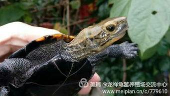 日本高清龟在线视频,一场视觉盛宴的探索之旅