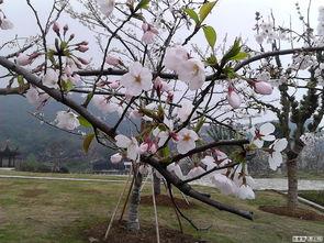 香山樱在线视频,一场视觉盛宴的在线直播回顾